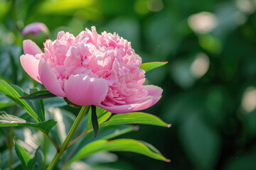 close-up of a peony flower in a garden, its pink petals unfurling in the spring sun
