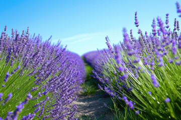 field of lavender under a clear blue sky. The purple flowers sway gently in the breeze, their sweet fragrance filling the air