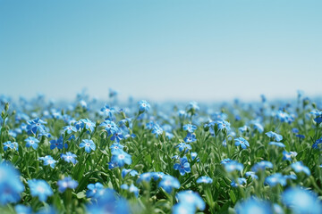 field of forget-me-nots under a clear blue sky