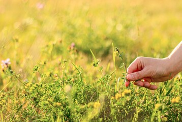 Hand collecting summer field flower, herb, floral herbal plant, bloom in nature, grass background