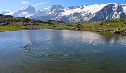 
Le plateau d'Emparis est une petite merveille des Alpes françaises, entre les départements de...