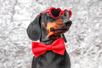 Profile of handsome dachshund dog in heart-shaped sunglasses, red bow tie, looking mysteriously into distance Advertising of bright stylish accessories for pet Valentine day, dandy on date dating site