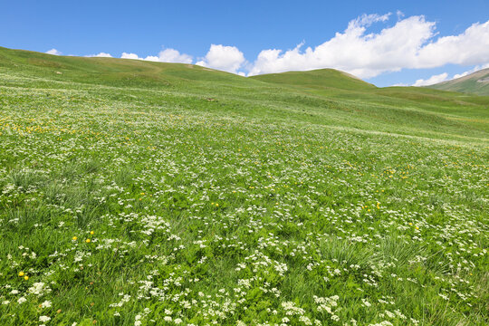 prairie fleurie sur les collines du plateau d'Emparis dans les Alpes au printemps