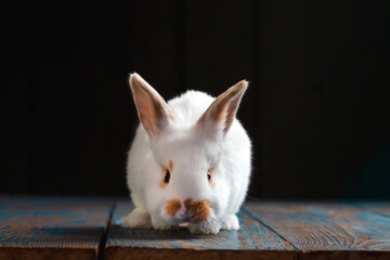 white cute rabbit in a dark room