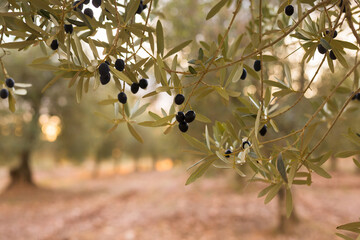 Black olives on vnth trees in an olive grove