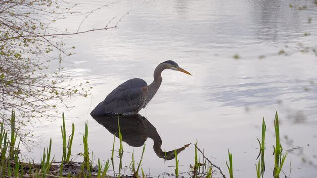 Establishing shot of nice Great Blue Heron (Ardea herodias) on grey and brown lake background in Vancouver, Canada, North America. Sunny. Day time on June 2022. Still camera view. ProRes 422 HQ.