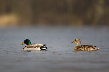 Ducks on a water surface