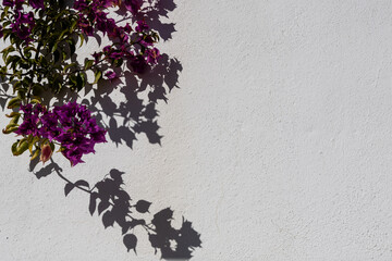 Bougainvillea shadows on a whitewashed wall, copy space.