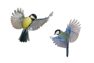 two great tit in flight isolated on white background