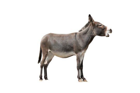 screaming somali donkey isolated on white background