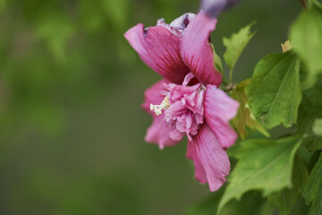 Flor rosa con estambres en un parque
