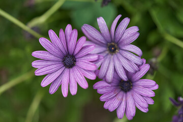 Obraz premium Margaritas lilas en un parque