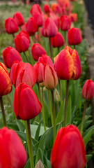 red tulips in the garden