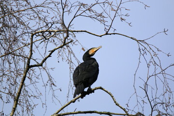 Kormoran (Phalacrocorax carbo)
