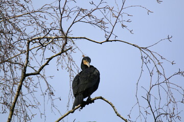 Kormoran (Phalacrocorax carbo)