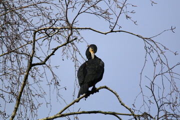 Kormoran (Phalacrocorax carbo)