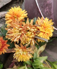 Chrysanthemums, sometimes called mums or chrysanths, are flowering plants of the genus Chrysanthemum in the family Asteraceae. They are native to East Asia and northeastern Europe. 