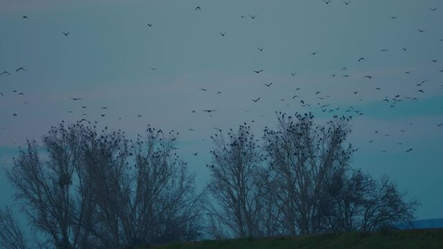 Murder of crows flying around trees near the sacramento river in winter 