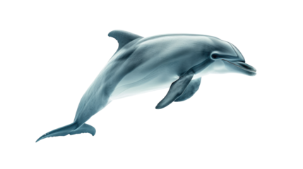 Dolphin isolated on transparent background