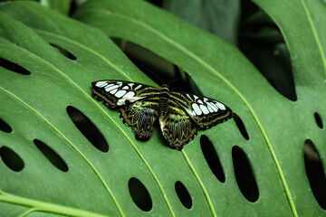 A very beautiful species of butterfly caught on a green background while resting, the species...