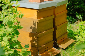 bees in wooden beehive at apiary, insects environment, eco beekeeping