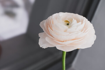 single romantic ranunculus flower, international women's day greeting card