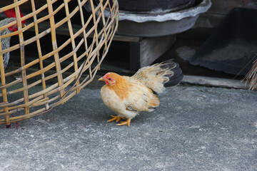 A little bantam chicken stands on the road next to the chicken coop in the center of photo.