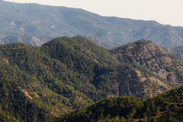Naklejka premium Mountain landscape. Evergreen pine forests in the mountains. View of the mountain forest