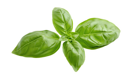 Fototapeta premium Basil isolated. Basil leaf flat lay on transparent background. Green basil leaves collection top view