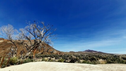 Shoe tree  - Powered by Adobe