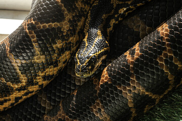 Yellow anaconda caught while warming up in the sun but very attentive to the movement of those...