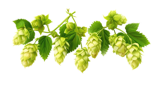 Hops and hop leaves isolated on transparent background