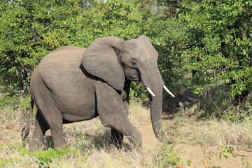 Fototapeta premium Afrikanischer Elefant / African elephant / Loxodonta africana