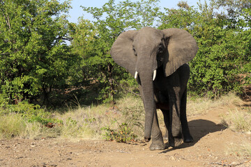 Afrikanischer Elefant / African elephant / Loxodonta africana