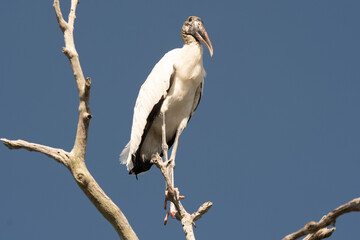 wood stork