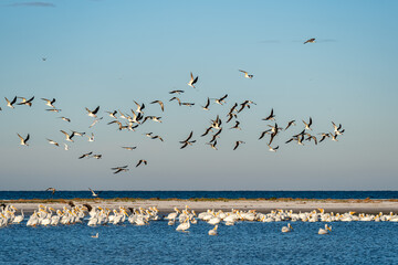american white pelicans and black skimmers - Powered by Adobe
