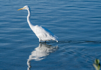 great egret
