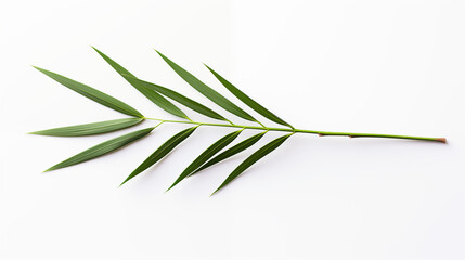 Gałązka palmy - Niedziela Palmowa. Symbol wjazdu Jezusa do Jerozolimy. Chwała Panu