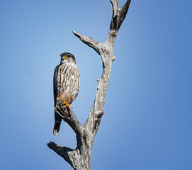 Merlin Hawk