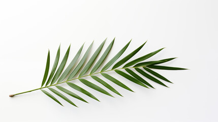 Gałązka palmy - Niedziela Palmowa. Symbol wjazdu Jezusa do Jerozolimy. Chwała Panu - obrazy, fototapety, plakaty