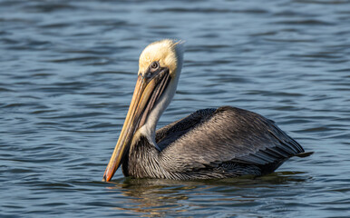 Pelican a