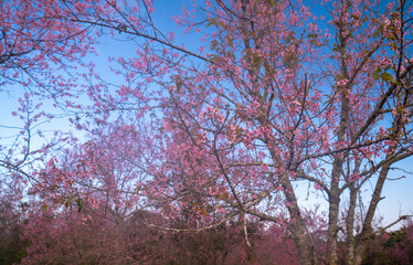 Beautiful Pink white Cherry blossom flowers tree branch in garden with blue sky..Springtime Beauty Pink Cherry Blossoms Bloom on Tree Branches in a Japanese Garden.
