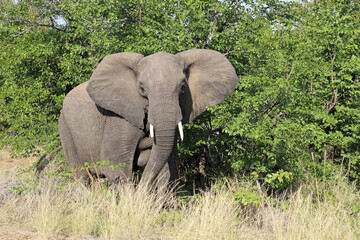 Fototapeta premium Afrikanischer Elefant / African elephant / Loxodonta africana