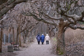 Three old women on walk along avenue of trees with bent branches in autumn day. Brzezno, Baltic...