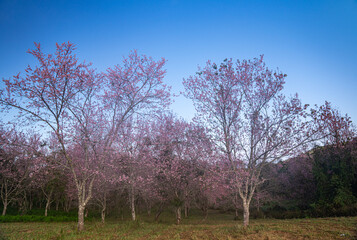 Obraz premium Beautiful Pink white Cherry blossom flowers tree branch in garden with blue sky..Springtime Beauty Pink Cherry Blossoms Bloom on Tree Branches in a Japanese Garden.
