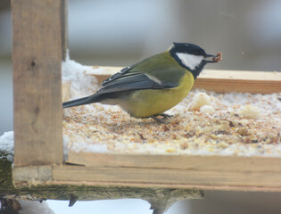 In winter, birds consume food from the feeder