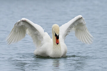 Spring scene of a male Mute Swans floating on open water with wings raised