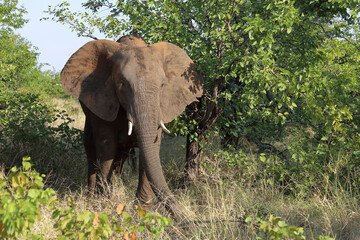 Afrikanischer Elefant / African elephant / Loxodonta africana