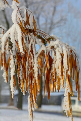 Ośnieżone i oszronione owocostany jesionu zimą na tle nieba, Fraxinus seed, Snow-covered branch...