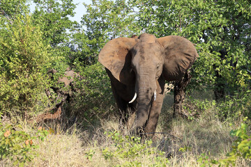 Afrikanischer Elefant / African elephant / Loxodonta africana